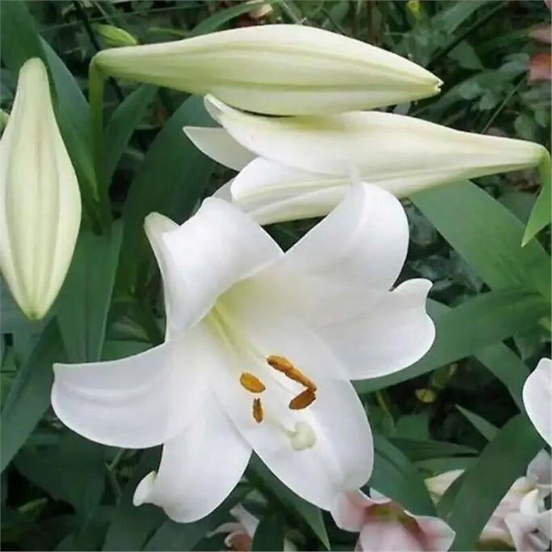 好养易活盆栽室内花植物种球浓香百合花种球 白冠多头花包活包对版