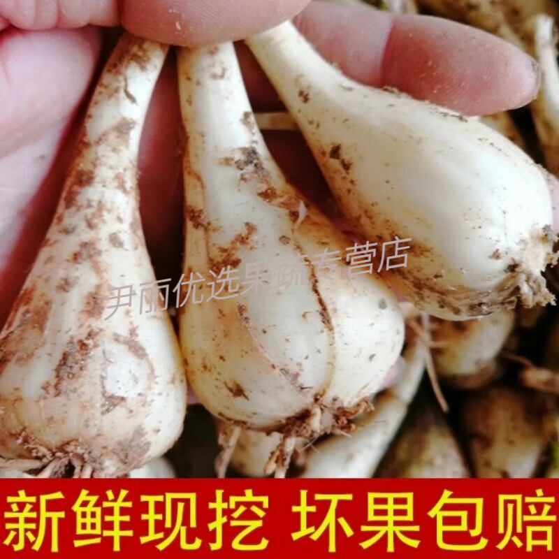 【去根去叶】重庆现挖荞头新鲜农家自种嫩藠头葱蔬菜农家茭白茭头 现