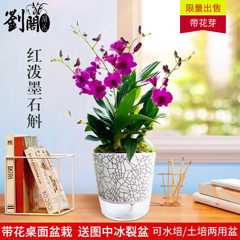 劉閣蘭花兰花澳洲香水石斛兰 现带花苞出售浓香花卉绿植水培盆栽室内好养 红泼墨石斛带1支花剑，带冰裂盆怎么看?