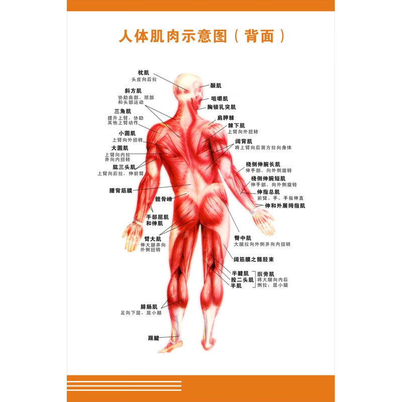人体骼大挂图 人体器官解剖图示意图海报2024 人体肌肉示意图(背面)