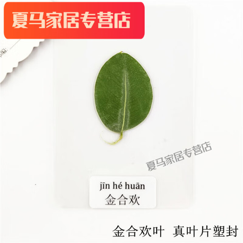 默然诺尔塑封叶标本植物标本过塑真叶幼儿园学生认识干花书签带标签