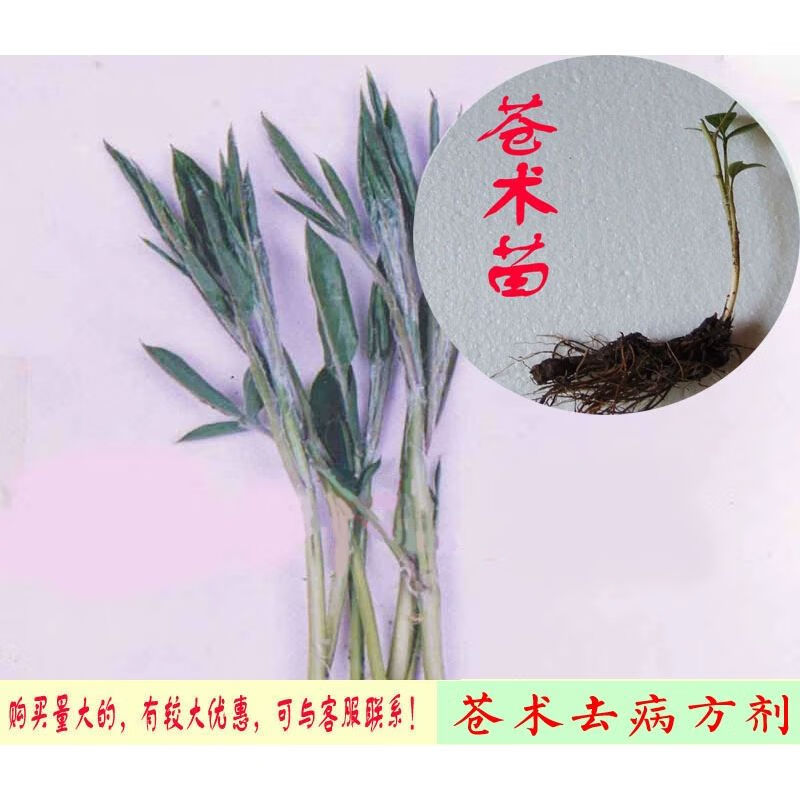 枪头菜 关苍术 产地辽宁 能吃能去病药方 易成活 适应性广 苍术1棵根