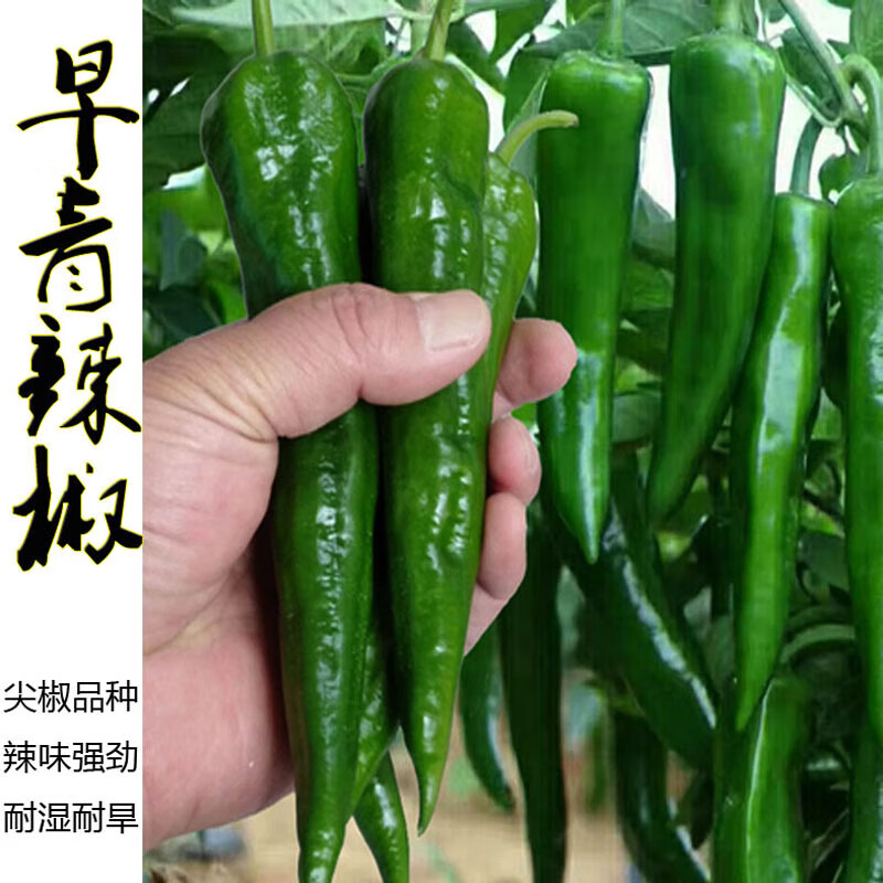 枫麦萱青皮辣椒种子上市早丰产辣味浓郁肉厚青果脆嫩质好耐储运蔬菜