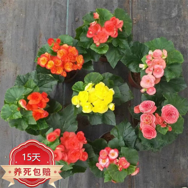 思取重瓣丽格海棠盆栽开花室内阳台花卉玫瑰玻璃海棠 不含盆 随机一盆