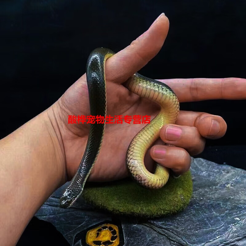 宠物蛇真蛇猪鼻白娘娘蛇翠青活物温顺无毒 包活 金边水蛇