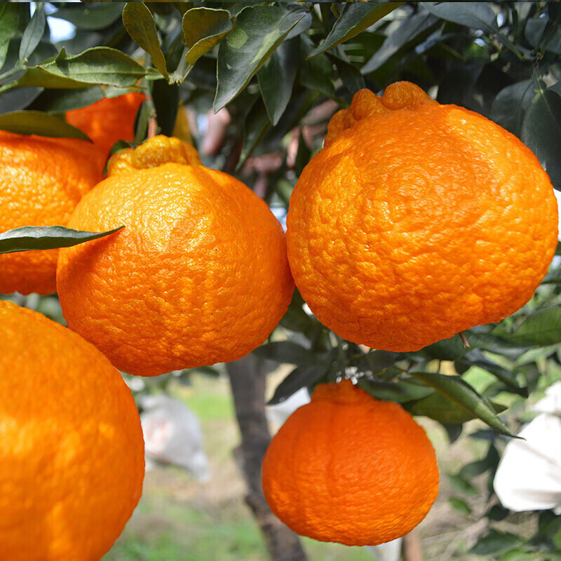 地艺四川丑橘树苗不知火丑桔苗丑橘苗丑八怪苗不知火果树苗丑桔丑橘树