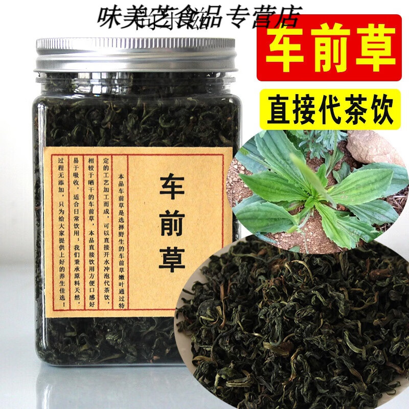 食汁民归野生车前草新鲜车前子叶茶嫩叶茶叶非晒干车前草茶叶子泡茶