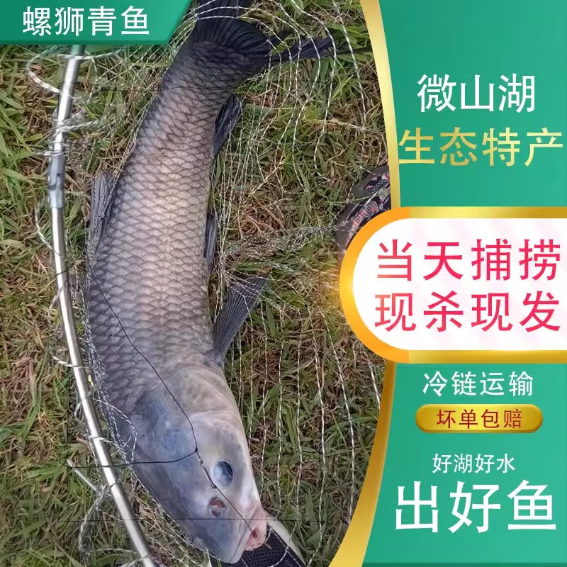渔水依微山湖原生态野捕大青鱼新鲜活现杀螺蛳青特大螺丝乌青草鱼淡水