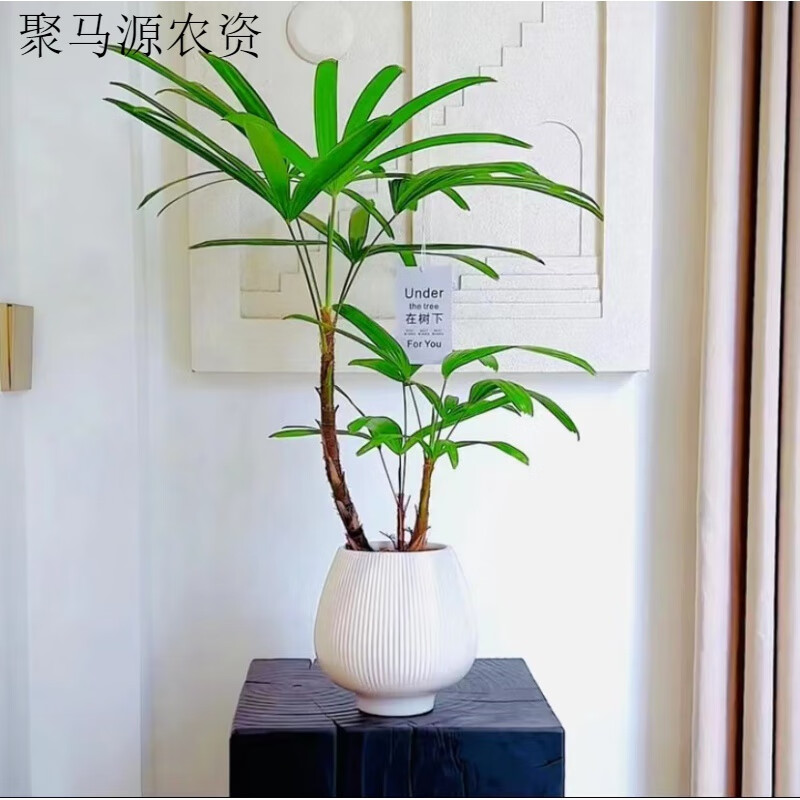 金山棕竹棕榈蒲葵盆栽盆景室内阳台办公室耐阴好养花卉绿植 3苗栽棕竹