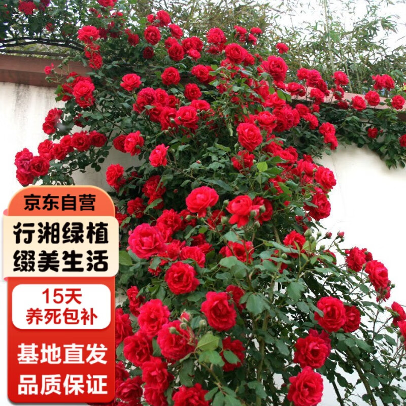 行湘 爬藤月季爬墙庭院开花花卉盆栽 小女孩约50-70cm高度（2棵）