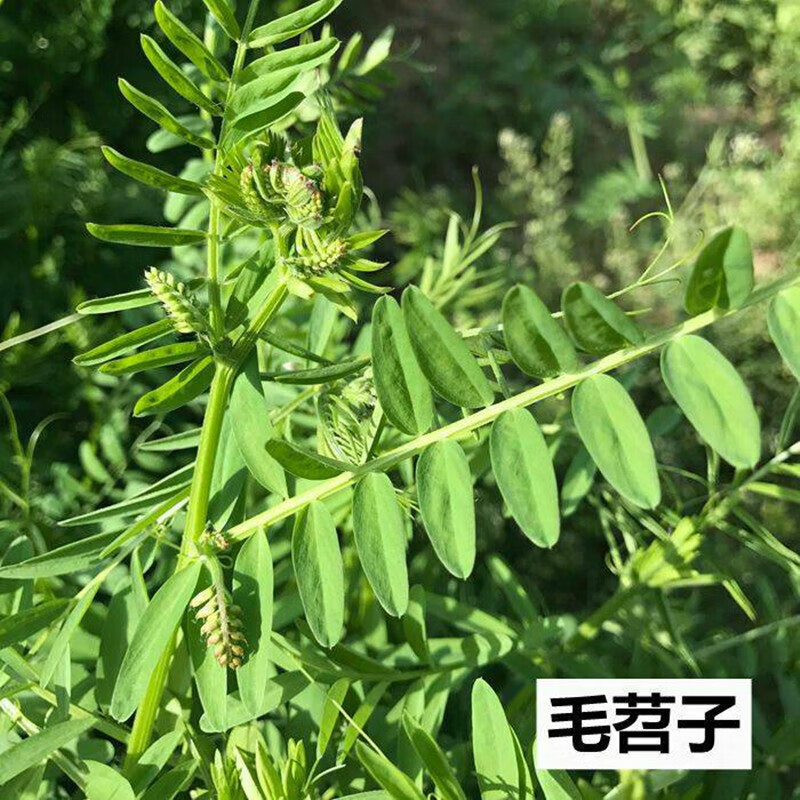 樱霞光叶紫花苕种苕子种毛苕子草籽绿肥种子绿肥种籽果园野豌豆