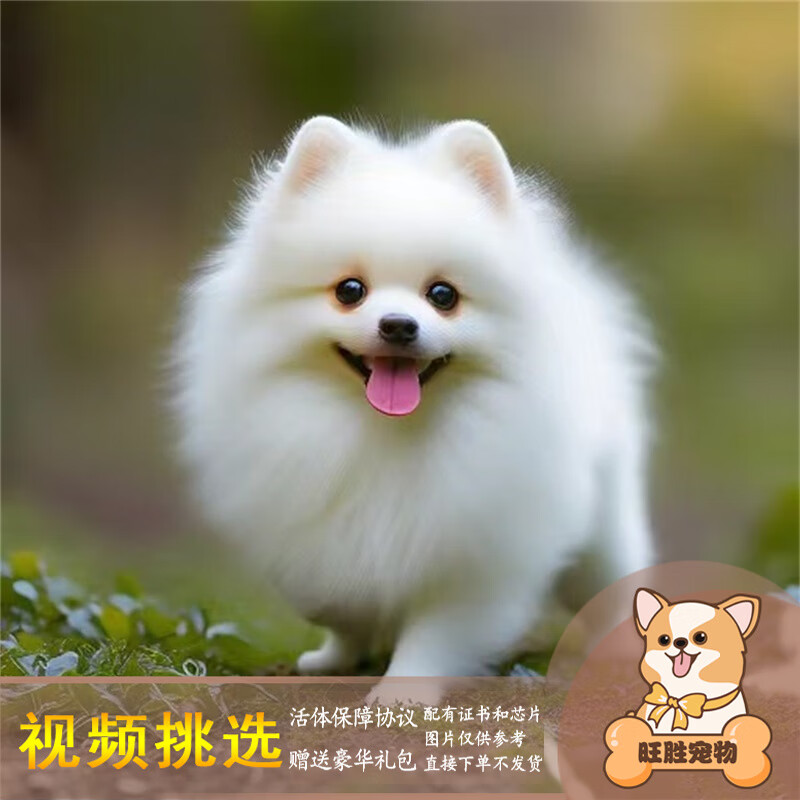 梦茜儿纯种博美犬球形博美幼犬活体宠物狗狗茶杯犬博美狗小白狗小体