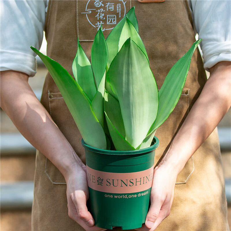 醉春木白玉虎皮兰盆栽室内客厅办公室桌面净化空气绿植吸甲醛植物