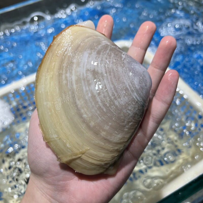 海蕴极鲜【活鲜】鲜活海蚌 新鲜鸡汤汆海蚌舌煲汤炖 500g(2-3只)