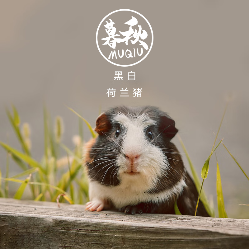 活体宠物加州豚鼠天竺鼠小宠物无毛小河马活体 黑白荷兰猪(公母备注)