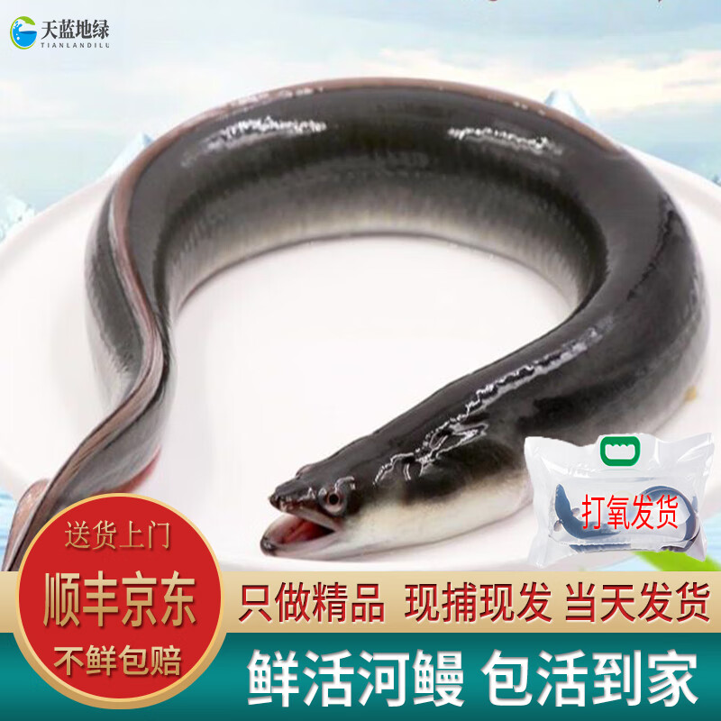 鹿凌青 鲜活鳗鱼 白鳗鱼 现捕现发 冰鲜海鳗 海鲜水产 生鲜鱼类