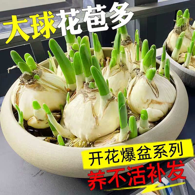 正宗漳州水仙花种球阳台盆栽土培水养水仙大球室内外冬季耐寒花卉 水仙种球【1个】+营养液