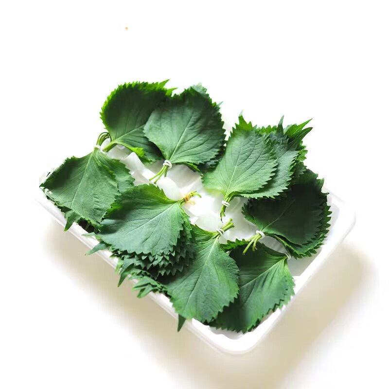 新鲜苏叶50片日本大叶苏子叶寿司料理刺身生鱼片摆盘装饰使用