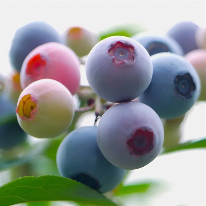 【顺丰】蓝莓水果新鲜野生大小蓝莓鲜果应季孕产妇宝宝蓝莓梅 野生小