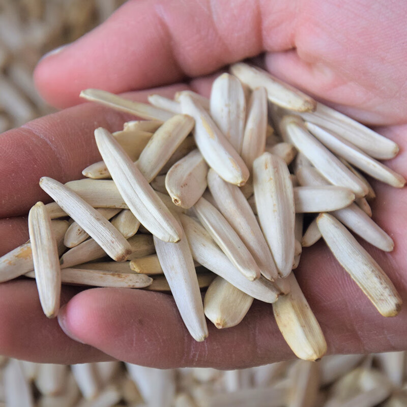 辰堂新疆特产马牙瓜子原味阿克苏牙签白瓜子500g盐白皮狼牙月牙葵花籽