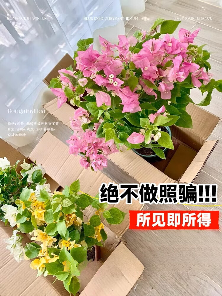 三角梅盆栽绿植物精品大苗带花卉漳红樱绿樱树苗爬藤老桩多季开花 金心橙白大苗45-50cm左右