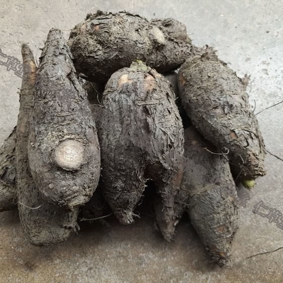 贵州野生钻地老鼠入地老鼠 新鲜中药材干片紫茉莉根胭脂花头京東i自營