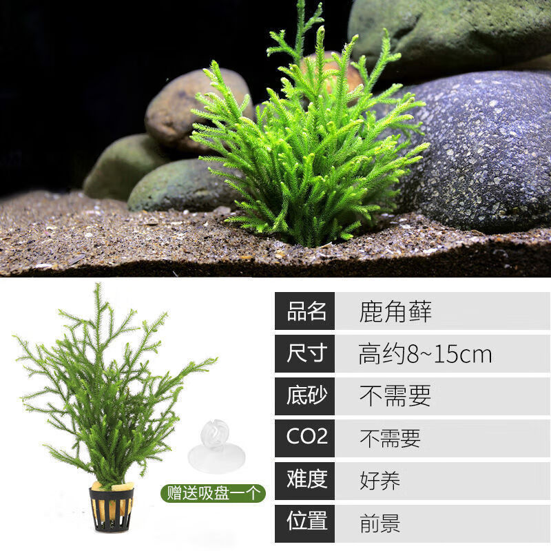 墨之瑶【好养 易活 蜈蚣草 】新手水草 鱼缸真水草水草套餐沉木水草