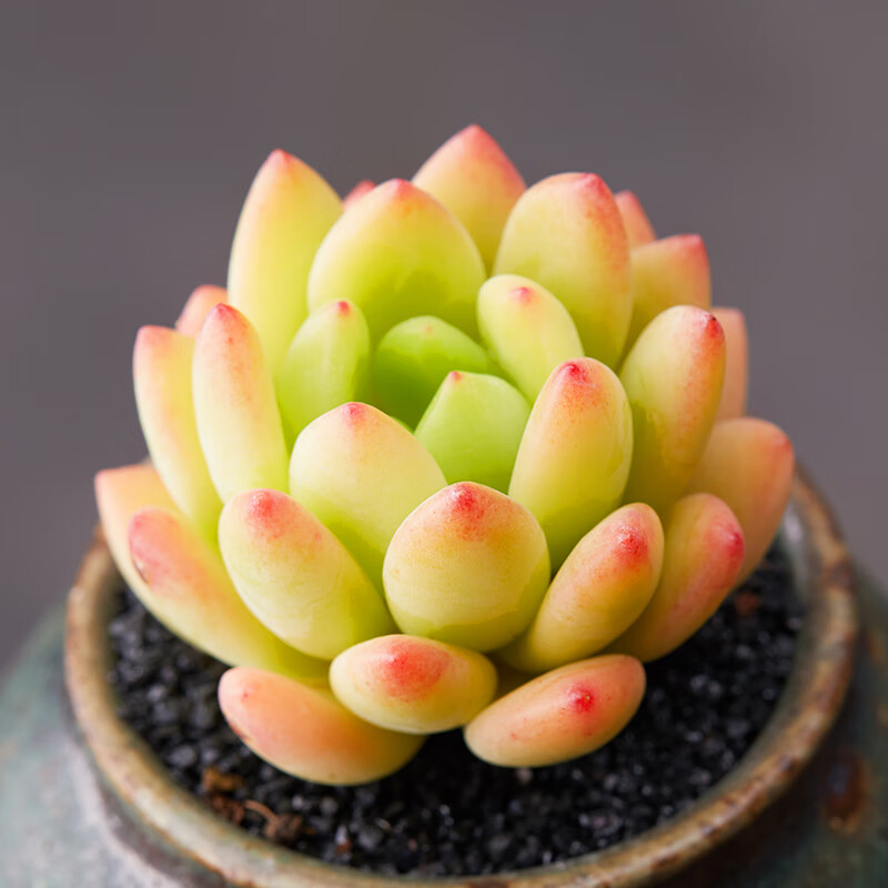 姒桀亭园香多肉植物春萌肉肉植物绿植多肉花卉盆栽组合盆栽 春萌3-5