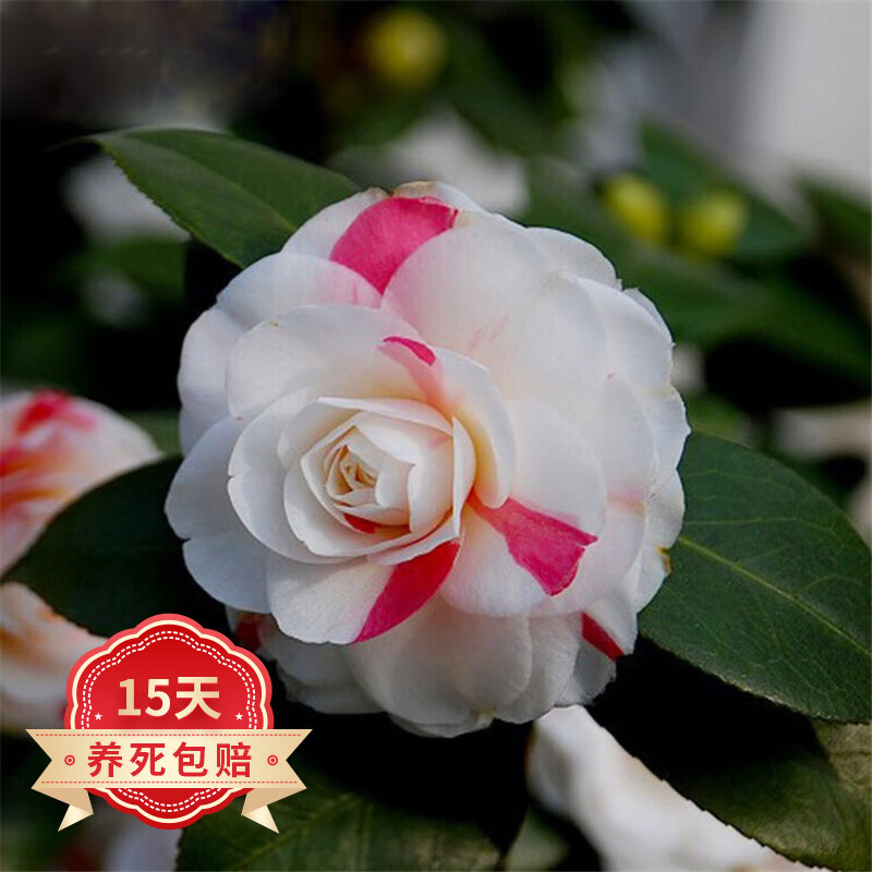 欧悟 茶花苗 山茶花树苗盆栽地栽四季开花花卉庭院阳台植物南北方种植