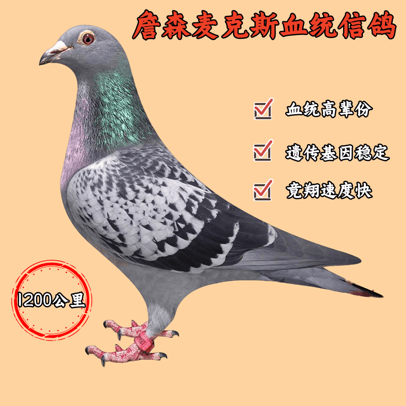 鸽子活一对血统信鸽詹森麦克斯公棚赛鸽种鸽幼鸽一对公一母带脚环