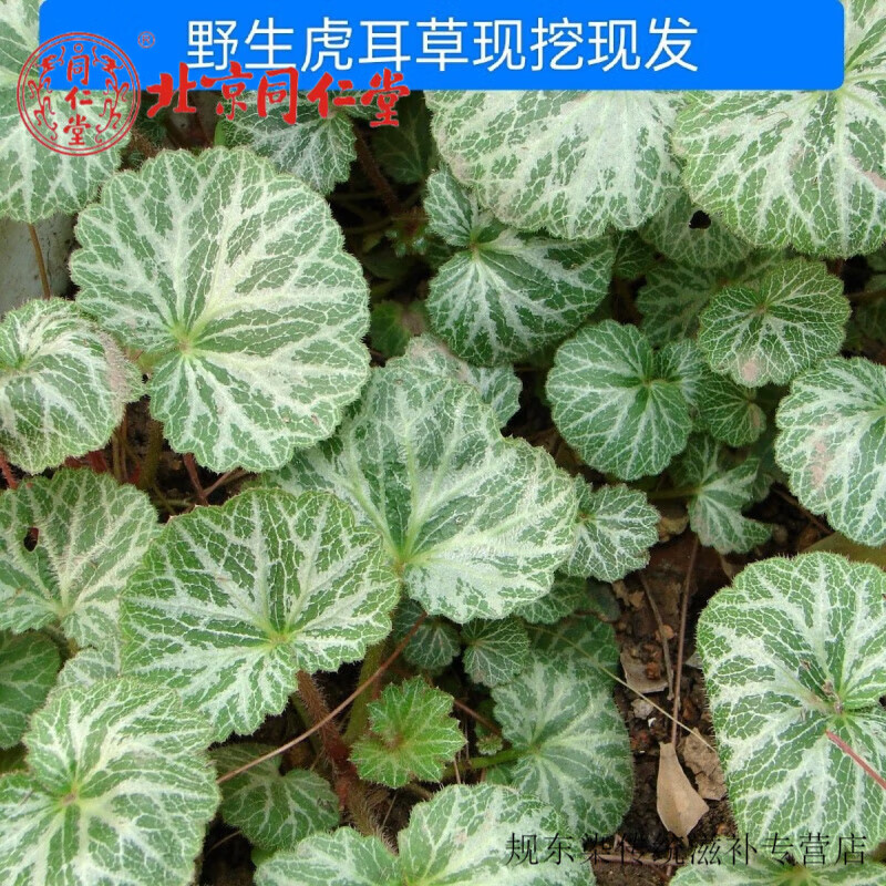 北京同仁堂 野生虎耳草新鲜虎耳草石荷叶金线吊芙蓉老虎耳金丝荷叶现
