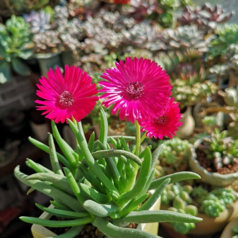黄花照波 会开花的多肉植物 红花奔龙群生老桩花卉盆栽 奇趣植物 奔龙