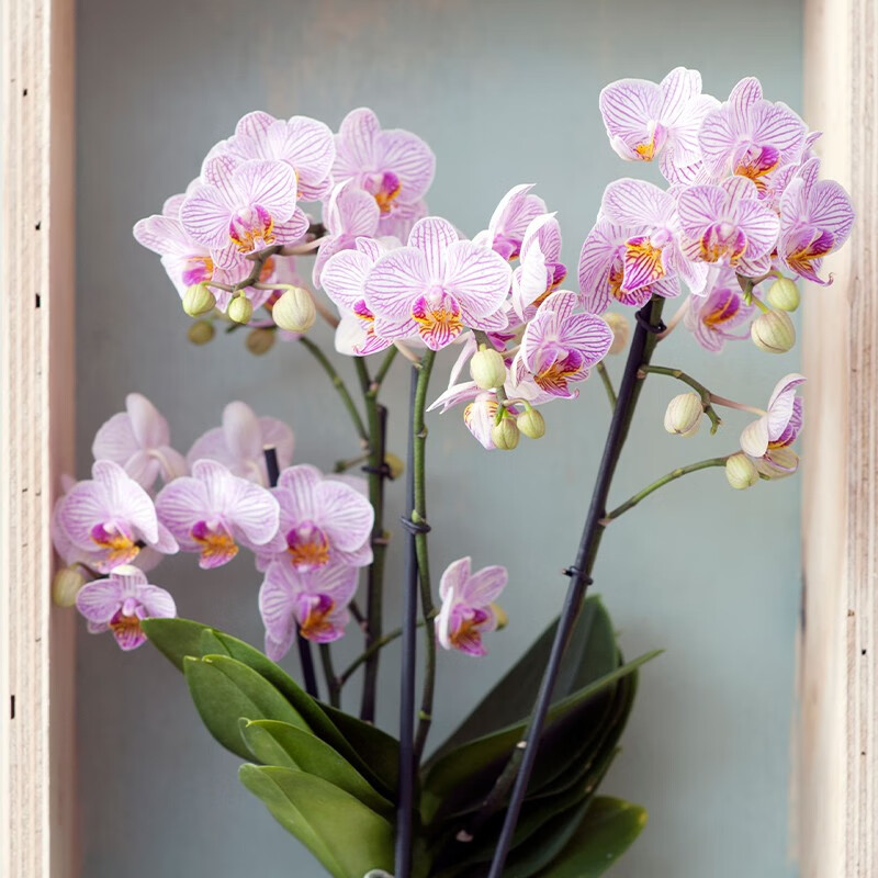 圣地利安原盆大苗带花剑 带盆栽好