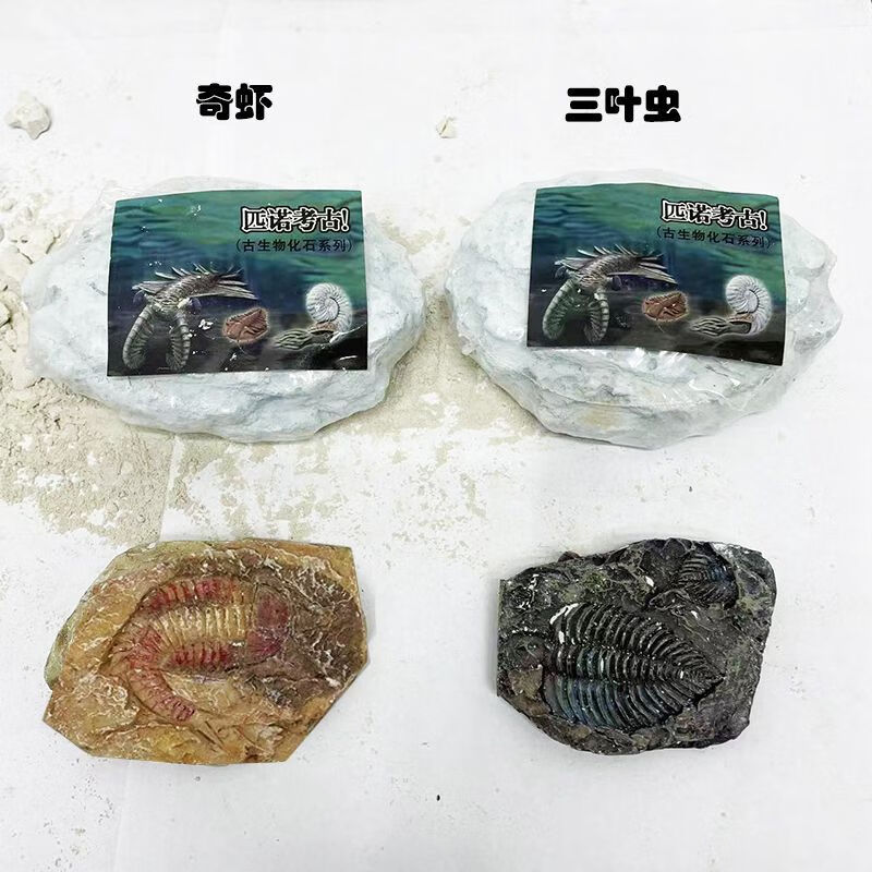 oqb三叶虫化石考古挖掘古生物仿真模型菊石儿童手工diy创意益智玩具 2