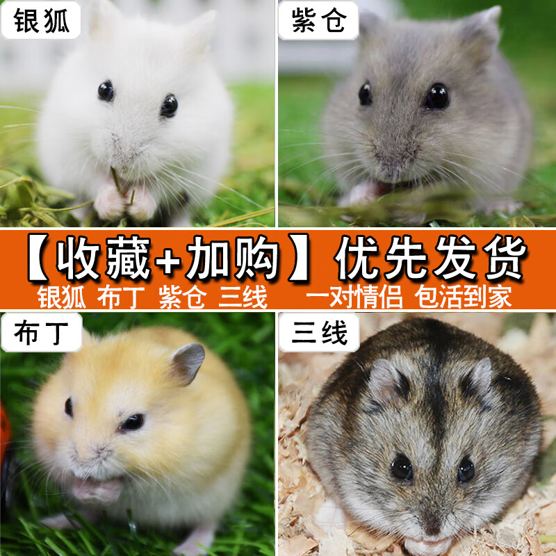 小仓鼠活物三线银狐一对情侣送金丝熊宠物宝宝已打过 两只仓鼠【公母