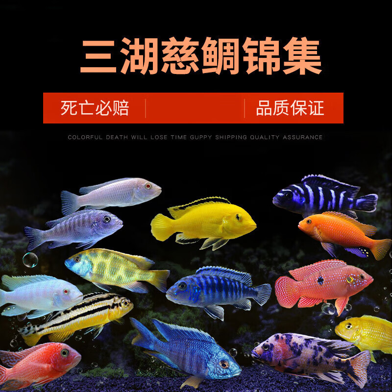 墨之瑶三湖慈鲷鱼马鲷非洲王子凤凰鱼活体淡水中小型耐养易 2-3cm慈雕