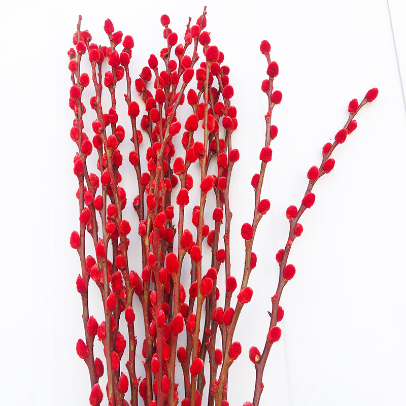 双盟银柳真花鲜枝摆件红色客厅装饰入手怎么样？使用体验！