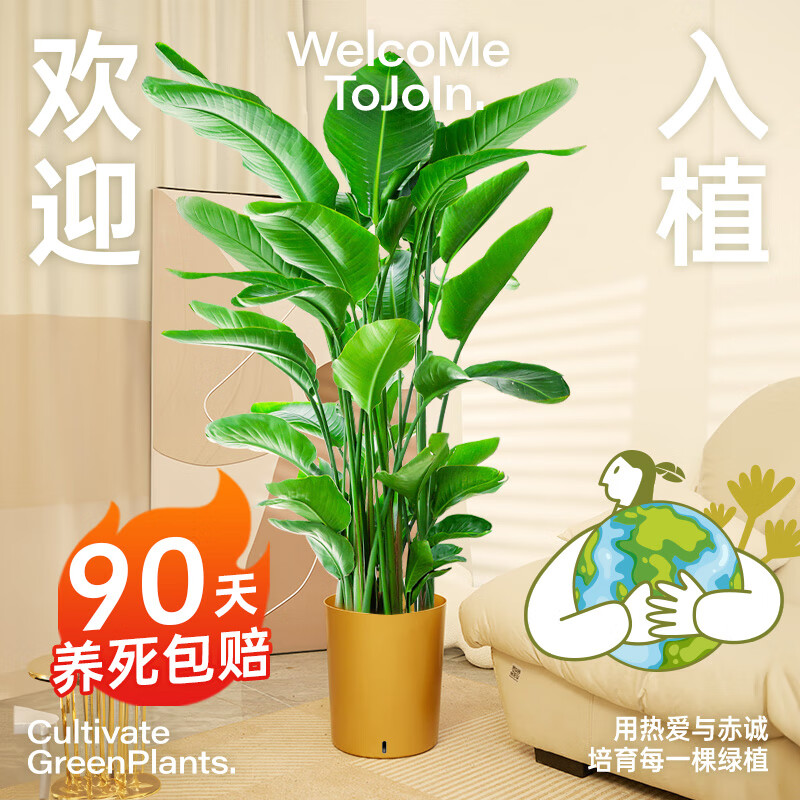 植男植女天堂鳥盆栽客廳室內(nèi)大型綠植真花辦公室大葉植物鶴望蘭源頭直發(fā)