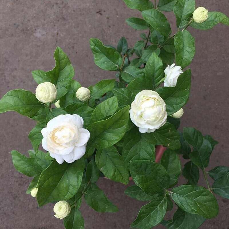 森越虎头茉莉花苗 茉莉花盆栽 庭院阳台茉莉大花 重瓣 植物 2年苗带花