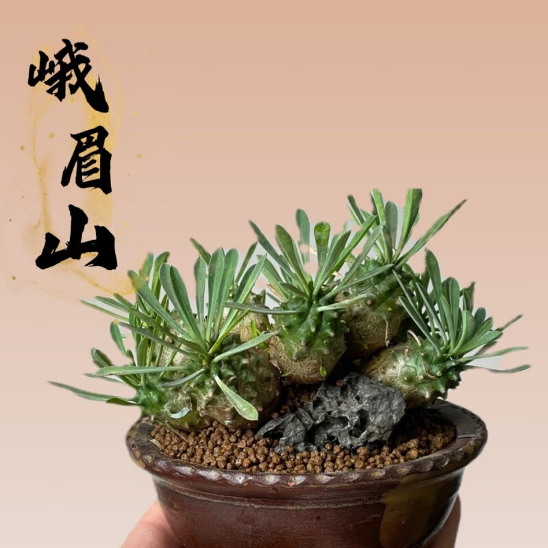 澳颜莱小萝卜头峨眉山铁甲麒麟白桦麒麟大戟科多肉植物桌面盆栽肉肉