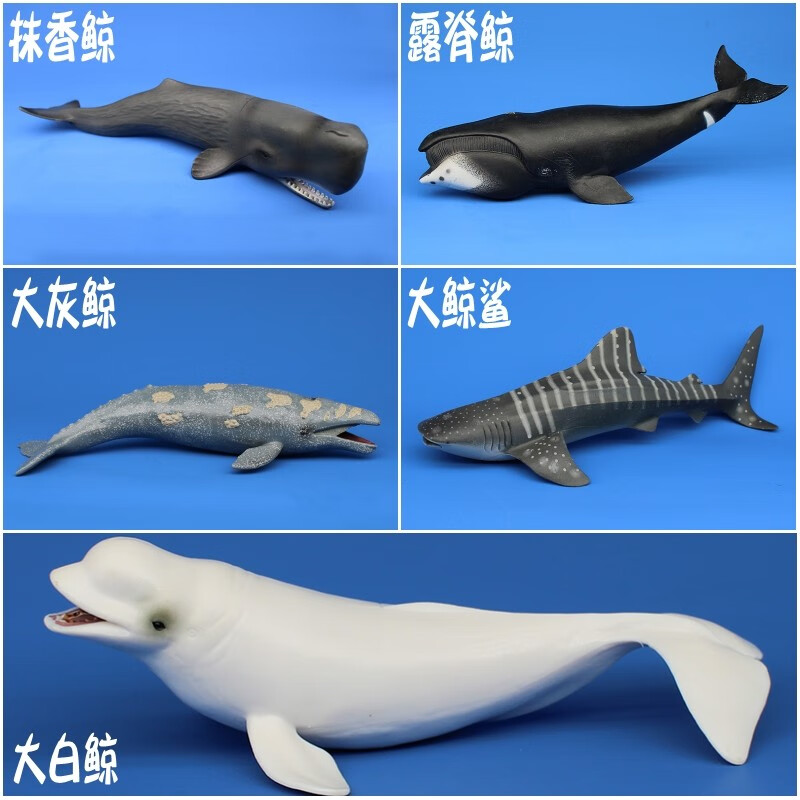儿童海洋鲸鱼玩具实心模型大号仿真动物海底生物鲨鱼科普认知摆件 白鲸+抹香鲸+露脊鲸+灰鲸+鲸鲨