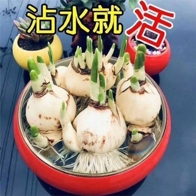 重瓣水仙花种球盆栽四季开花室内水培植物耐寒花卉水仙种子 精品特大球2个盆+营养液+素 混合品种
