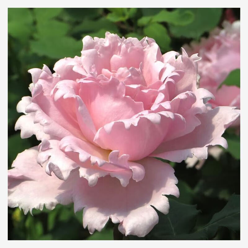 曼杉园索菲罗莎苏菲罗莎月季花稀有品灌木月季多季开花庭院花园长照