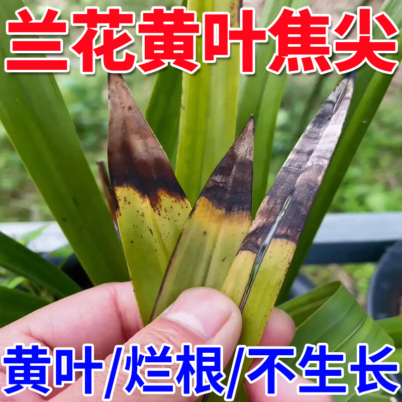 兰花肥料专用肥植物黄叶黑斑病促开花素营养液花宝浓缩冒花素 1瓶装 京东折扣/优惠券