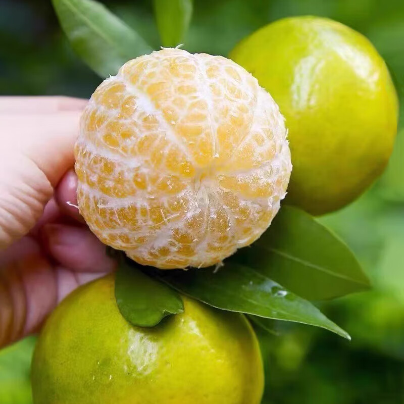 鲜宝道广西皇帝柑当季新鲜水果整箱 5斤中果50-60mm净重4.6斤