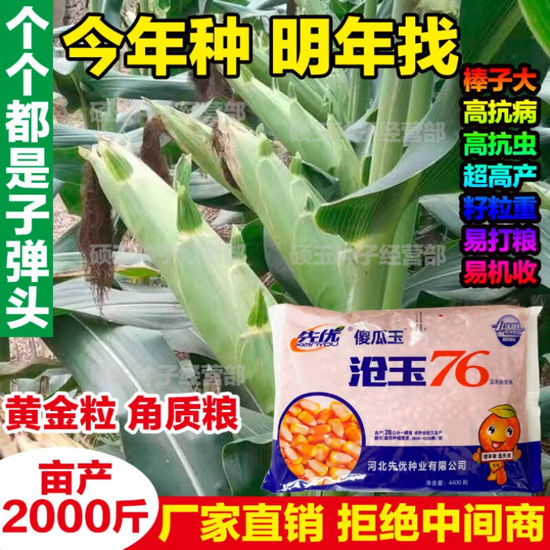 细辛批发多省高产玉米种子高抗倒矮秆红轴大棒抗虫原装沧玉76苞谷