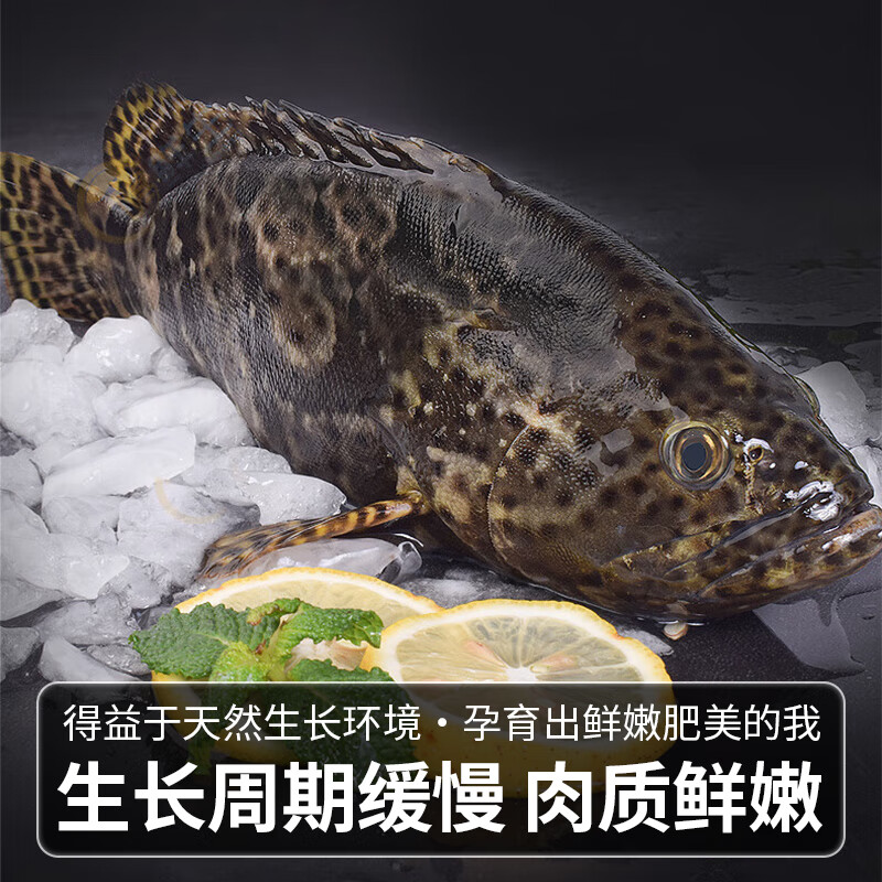 鲟食活冻石斑鱼野外生长海捕龙胆珍珠斑 老虎斑生鲜鱼类海鲜 石斑鱼净重650-800g/条【买一送一】