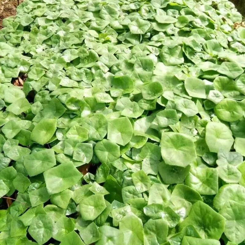 满船青100颗 八角莲苗一碗水苗山荷叶金魁莲苗莲绿植颗八角莲根茎莲花