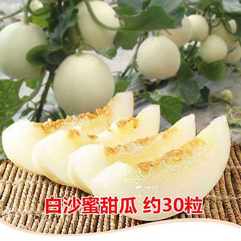 盆栽家庭蔬菜种植 白沙蜜甜瓜约30粒