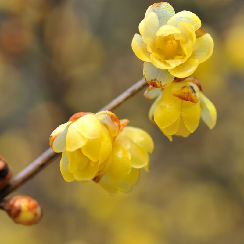 2年腊梅原生小苗【买一宋一宋红 不含盆
